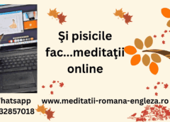 Și pisicile fac meditatii online