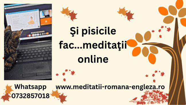 Și pisicile fac meditatii online